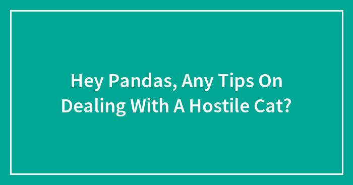 Hey Pandas, Any Tips On Dealing With A Hostile Cat?