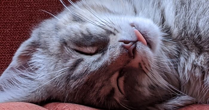 Hey Pandas, Post Your Favorite Pet Blep Picture! (Closed)