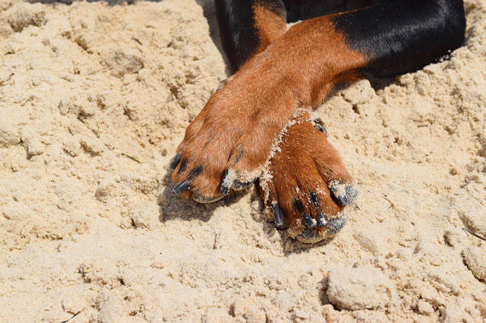 two dog's paws on the sand