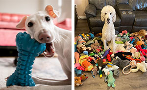 Why Is My Dog Eating Toys? A Vet’s Guide