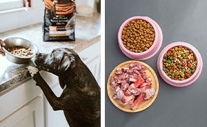 Dog Food Labels: A Comprehensive Guide to Understanding Pet Food Labels and Products 