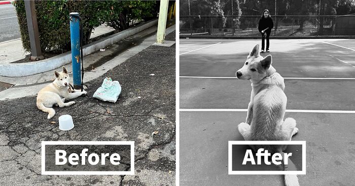 Meet Buckley, A Dog That Was Left Tied To A Pole For Days On End, And Found A Forever Home