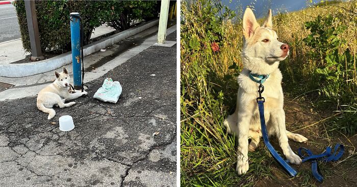 Finding Freedom: Meet Buckley, A Dog That Was Left Tied To A Pole For Days On End, And Found A Forever Home