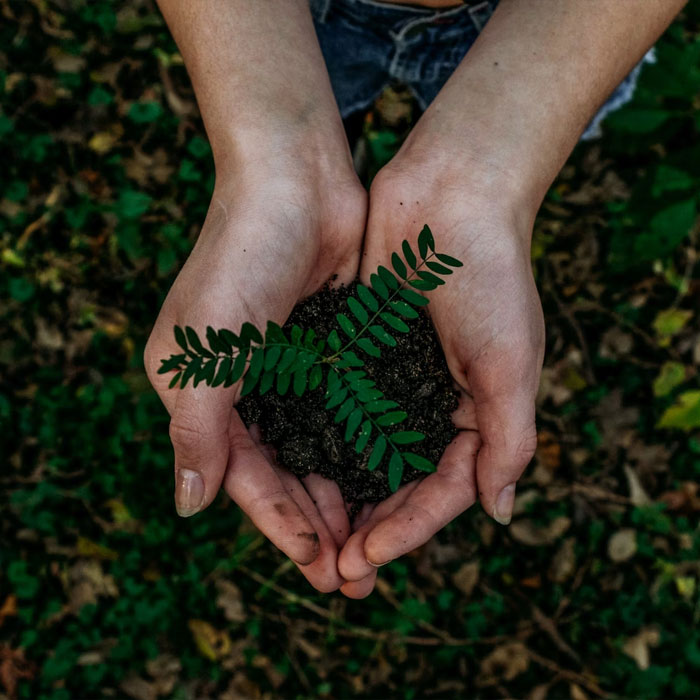 Woman holding green plant with soil