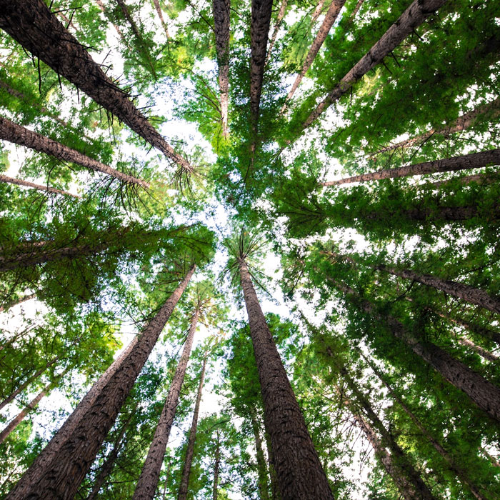 Low angle photography of green trees