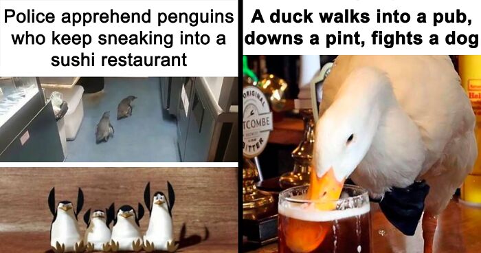 80 Chuckle-Worthy Memes Where Birds Took Center Stage