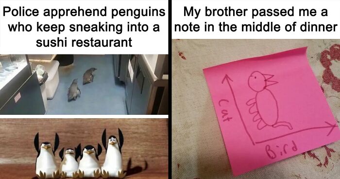 This Facebook Page Shares Bird Memes, Here Are The 80 Funniest Ones