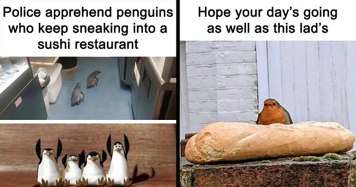 “Birb Memes”: 80 Hilarious Posts From This Facebook Page Dedicated To Birds