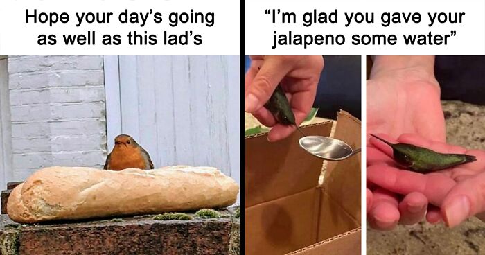 80 Cute And Funny Bird Memes That May Or May Not Ruffle Some Feathers