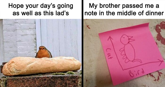 80 Wholesome And Funny Bird Memes To Elevate Your Mood Today