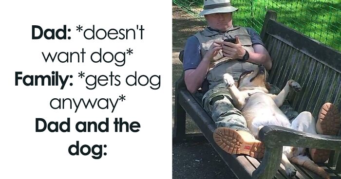 63 Funny Animal Memes That Prove Pets Are The Ultimate Comedians