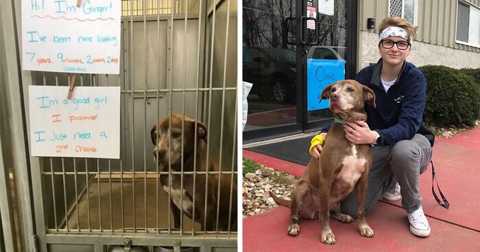 Shelter Dog Was Overlooked For Almost A Decade Until She Found Her Person