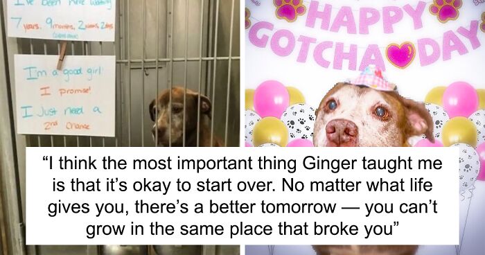 Adorable Dog Spent Almost A Decade At The Shelter Before Finding A Forever Home