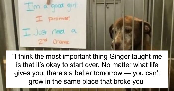 Pup Grew Old In A Shelter Waiting For Fur-ever Family Until She Found Her Human