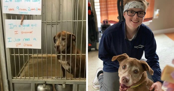 Shelter Dog Was Overlooked For Almost A Decade Until She Found Her Person