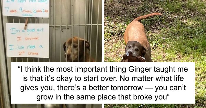 Dog Who Grew Old In Shelter And Never Lost Hope To Find Home Finally Got Adopted