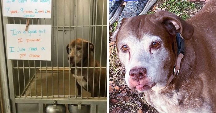 After 7 Years Of Living In A Shelter, Dog Finally Was Taken To Her New Home