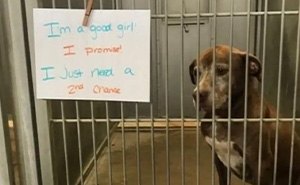 Shelter Dog Was Overlooked For Almost A Decade Until She Found Her Person