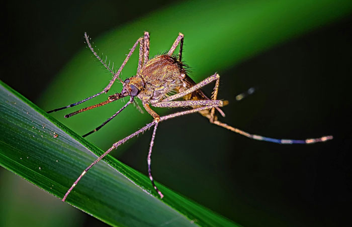 close up view of the mosquito on the leaf