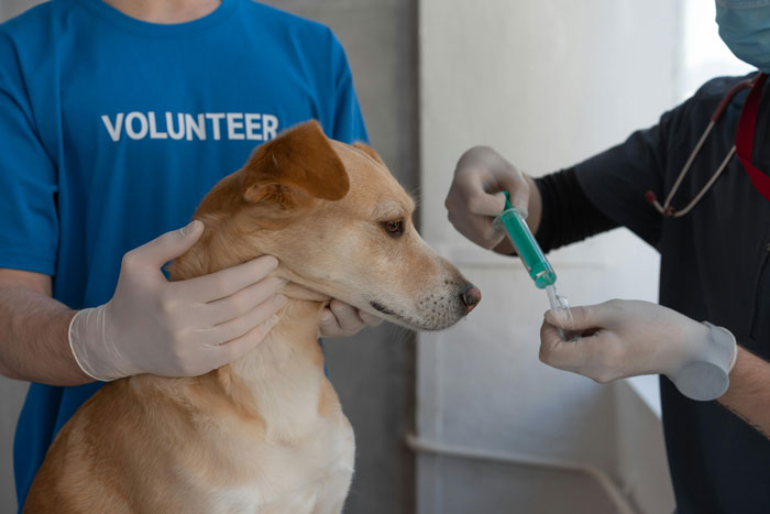 vet making injection to the dog