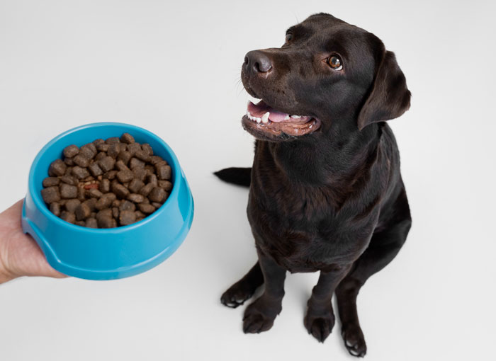 person feeding the dog