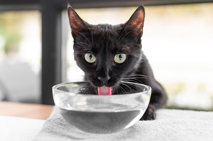 Image of black cat drinking water from a bowl.