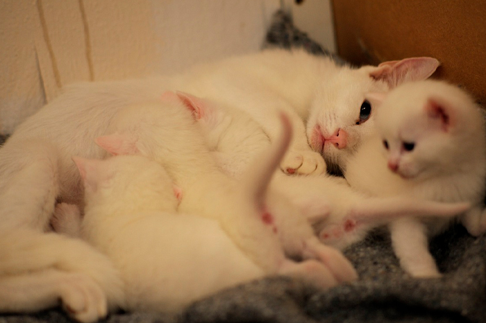 Image of feeding cat.