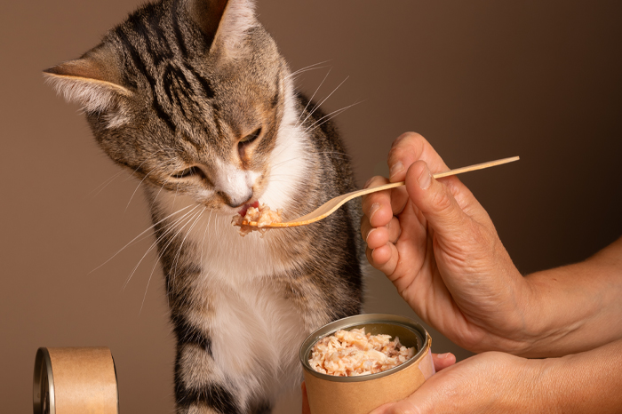 Cat eating from human hands.