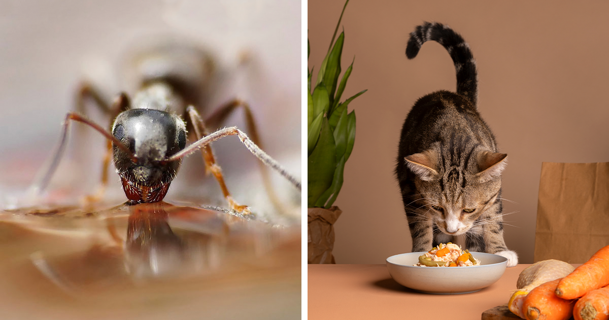 How to Keep Ants Out of Your Cat s Food 9 Effective Ways Bored