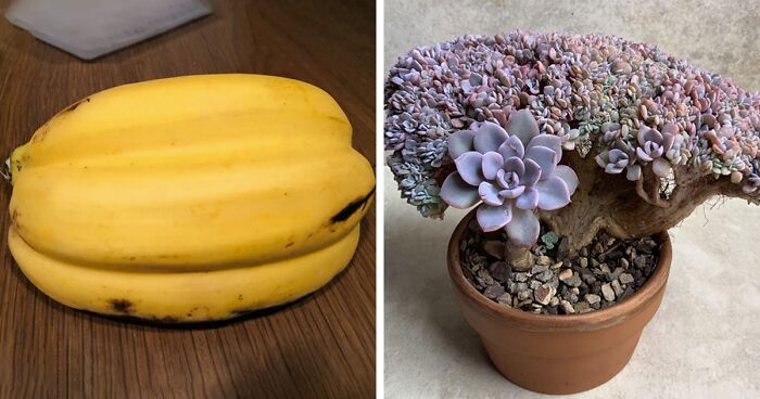 133 Times People Were Surprised By Extraordinary Plants, Fruits, And Veggies