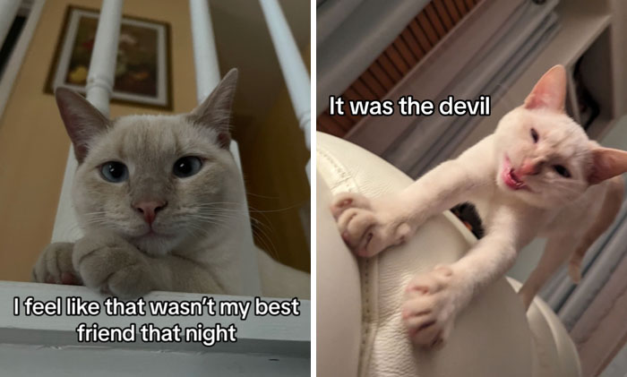 It-Was-Devil-Funny-Animal-Pics