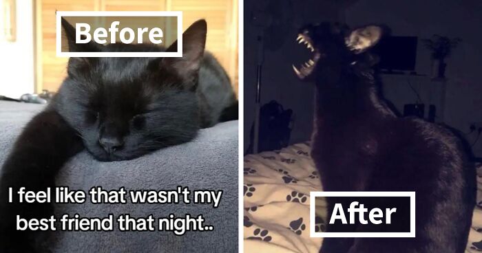 41 Times Pets Showed Their Evil Side And Freaked-Out Owners Caught It On Camera