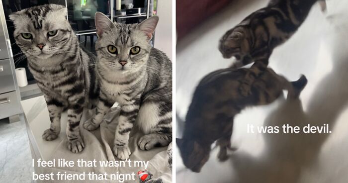 TikTok Trend Has Folks Sharing The Scariest Pics Of Their Pets That Are Both Funny And Unsettling