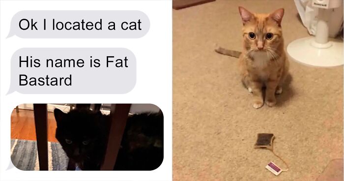 Landlord Decides To Hire A Cat At A Mice-Infested Building, Woman Shares Funny Chat About It