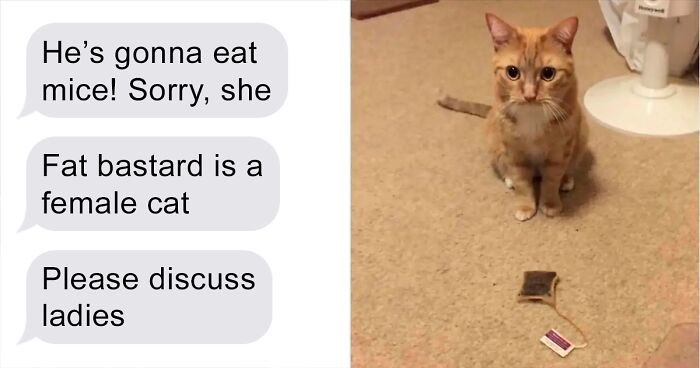 Woman Shares Amusing Chat Between Her And Her Landlord About Cat Being Hired As Pest Control