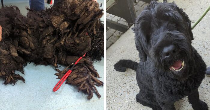 Barney The Dog Relieved After Rescuers Shave Off 7.8 Kg Of Matted Fur