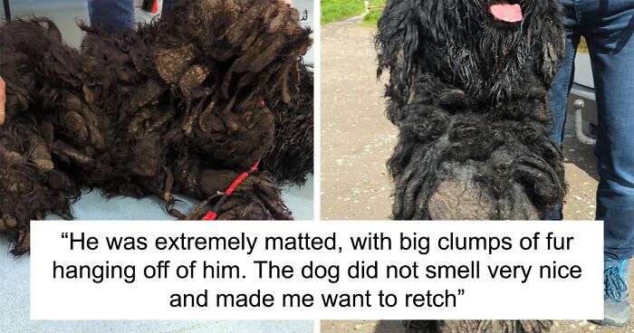 Dog Goes 19 Months Without Grooming, Rescuers Shave Off 17 Pounds Of Matted Fur