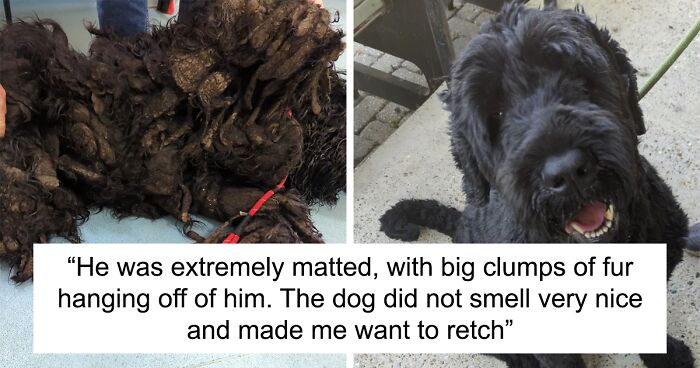 Barney The Dog Relieved After Rescuers Shave Off 7.8 Kg Of Matted Fur