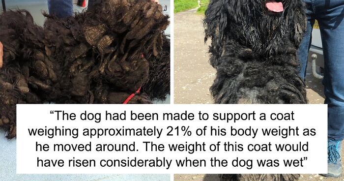 “The Coat Weighed 21% Of His Body Weight”: Neglected Dog Gets A Makeover