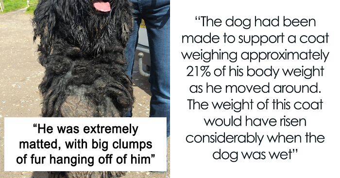 Barney The Dog Relieved After Rescuers Shave Off 7.8 Kg Of Matted Fur