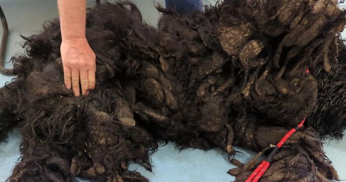 Rescuers Find An Adorable Dog Hiding Underneath Pile Of Matted Fur