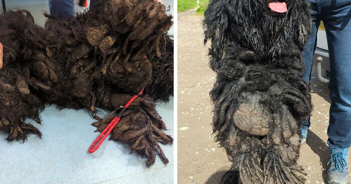 After 19 Months Of Neglect, Barney The Terrier Finally Got A Life-Saving Haircut