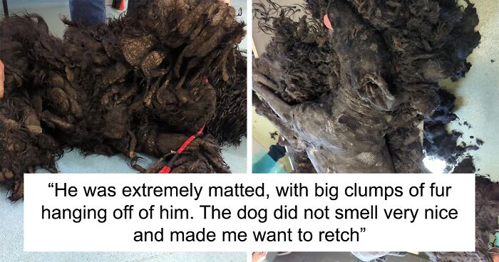 “He Did Not Smell Nice And Made Me Want To Retch”: Rescuers Save Neglected Dog From Horrible Home