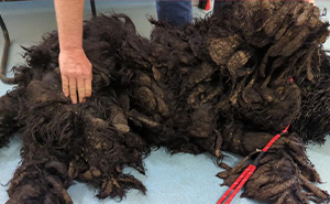 Barney The Dog Relieved After Rescuers Shave Off 7.8 Kg Of Matted Fur