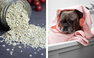 Oatmeal Bath for Dogs: A Step-by-Step Guide for Itchy Skin