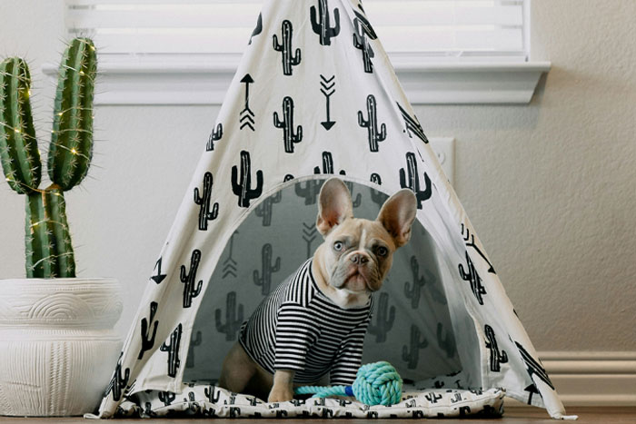 Image of French Bulldog sitting.