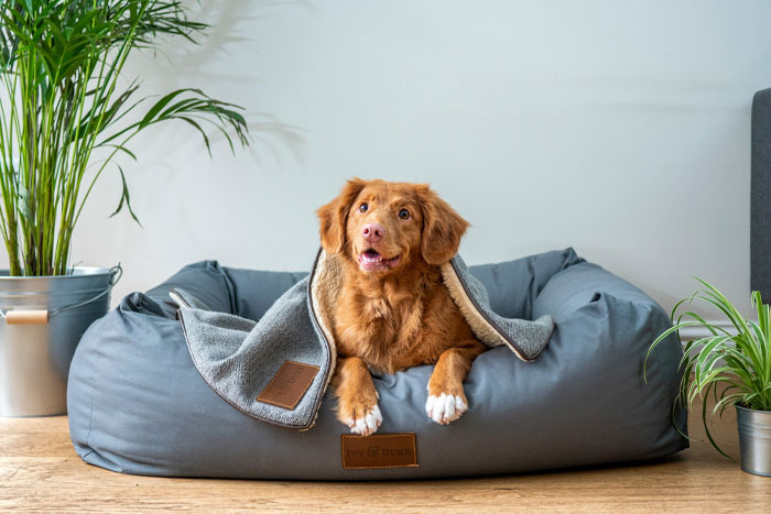 Image of dog lying on its bed.