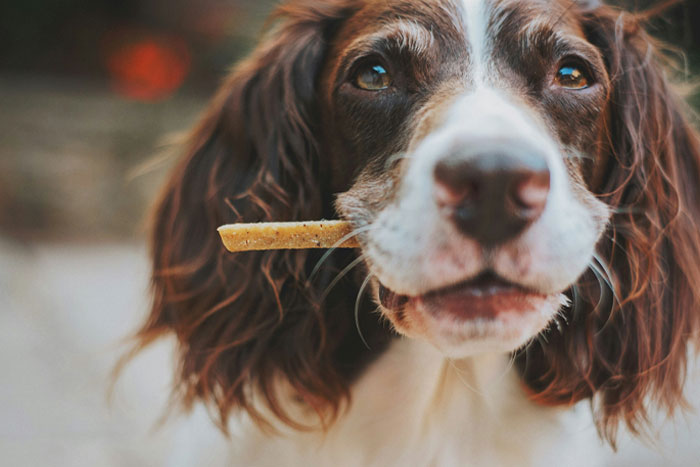 Image of brown dog eating treats.