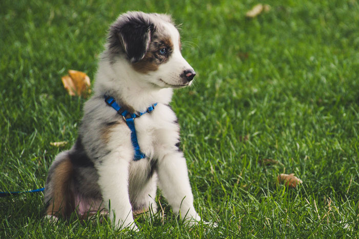 Image of puppy sitting on the grass.