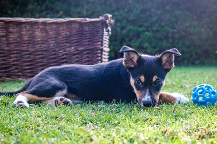 Image of puppy lying on the grass.